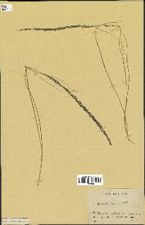 spécimen de Sporobolus indicus