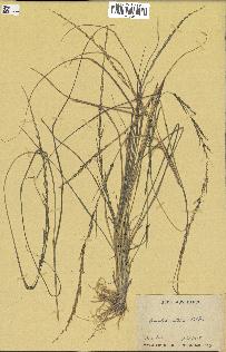 spécimen de Sporobolus indicus