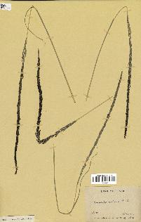 spécimen de Sporobolus indicus