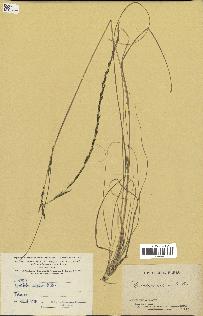 spécimen de Sporobolus indicus