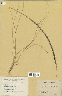 spécimen de Sporobolus indicus