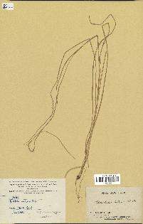 spécimen de Sporobolus indicus