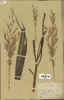 spécimen de Andropogon sorghum