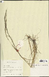 spécimen de Sporobolus indicus