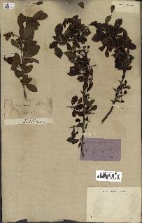 spécimen de Berberis vulgaris