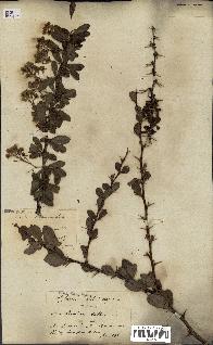 spécimen de Berberis vulgaris