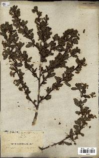 spécimen de Berberis vulgaris