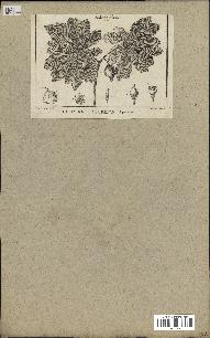 spécimen de Podophyllum peltatum
