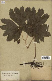 spécimen de Podophyllum peltatum