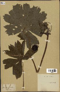 spécimen de Podophyllum peltatum