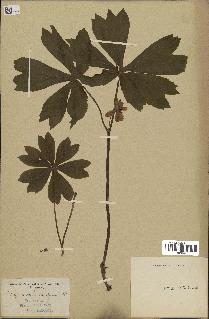 spécimen de Podophyllum peltatum