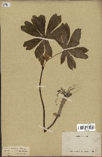 spécimen de Podophyllum peltatum