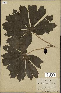 spécimen de Podophyllum peltatum