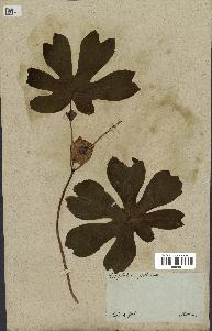 spécimen de Podophyllum peltatum