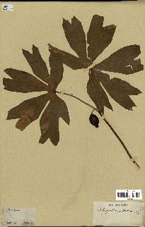 spécimen de Podophyllum peltatum