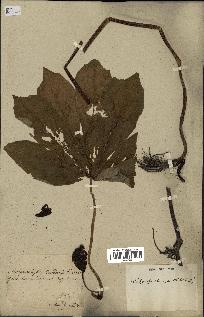 spécimen de Podophyllum peltatum