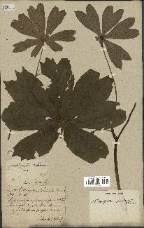 spécimen de Podophyllum peltatum
