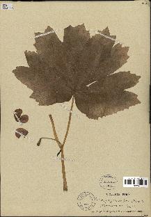 spécimen de Podophyllum peltatum