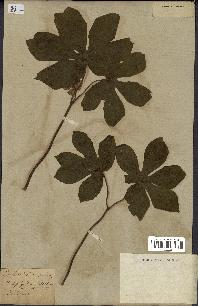 spécimen de Podophyllum peltatum