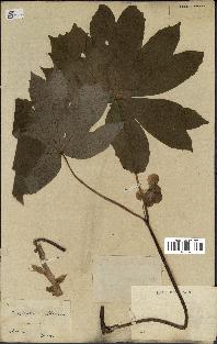 spécimen de Podophyllum peltatum