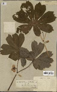 spécimen de Podophyllum peltatum