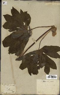 spécimen de Podophyllum peltatum