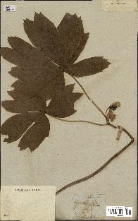 spécimen de Podophyllum peltatum