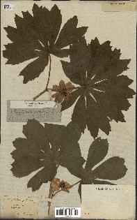spécimen de Podophyllum peltatum