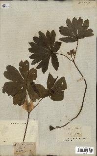 spécimen de Podophyllum peltatum