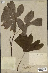 spécimen de Podophyllum peltatum