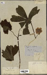 spécimen de Podophyllum peltatum