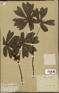 spécimen de Podophyllum peltatum