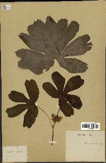 spécimen de Podophyllum peltatum