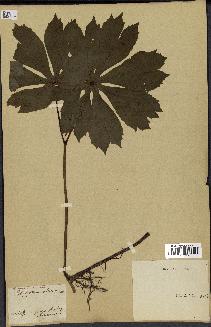 spécimen de Podophyllum peltatum