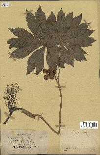 spécimen de Podophyllum peltatum