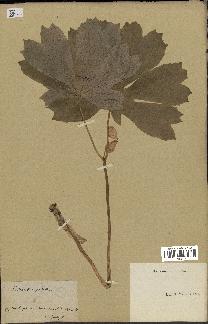 spécimen de Podophyllum peltatum