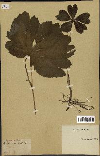 spécimen de Podophyllum peltatum