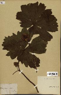spécimen de Podophyllum peltatum
