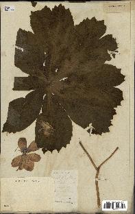 spécimen de Podophyllum peltatum