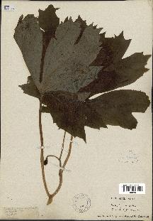 spécimen de Podophyllum peltatum