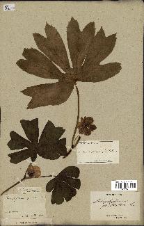 spécimen de Podophyllum peltatum