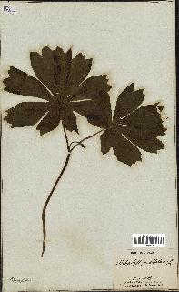 spécimen de Podophyllum peltatum