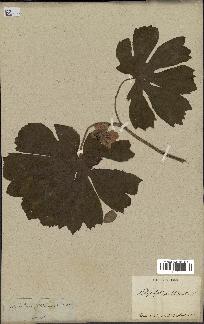 spécimen de Podophyllum peltatum