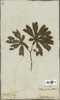 spécimen de Podophyllum peltatum