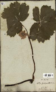 spécimen de Podophyllum peltatum