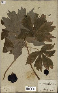 spécimen de Podophyllum peltatum