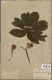 spécimen de Podophyllum peltatum