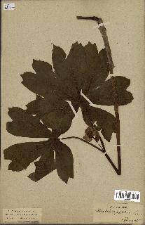 spécimen de Podophyllum peltatum