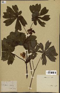 spécimen de Podophyllum peltatum