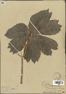 spécimen de Podophyllum peltatum